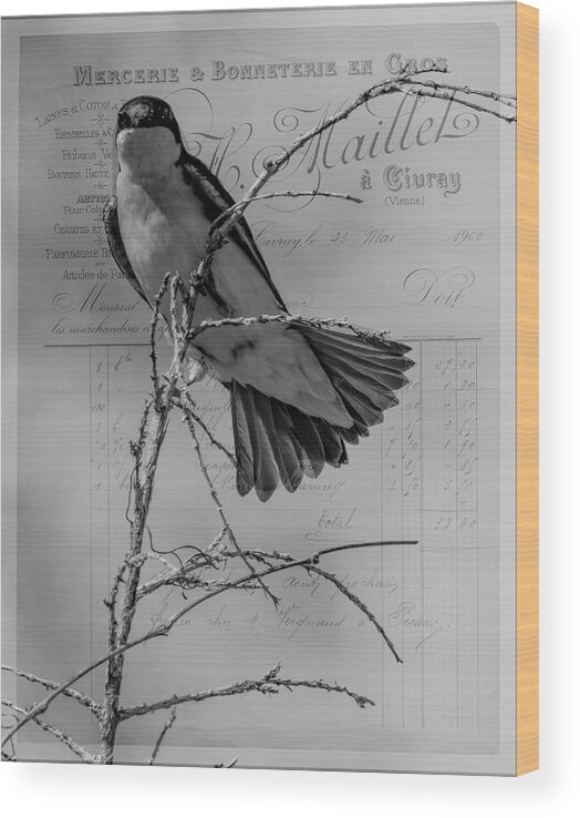 Bird Wood Print featuring the photograph Tree Swallow by Cathy Kovarik
