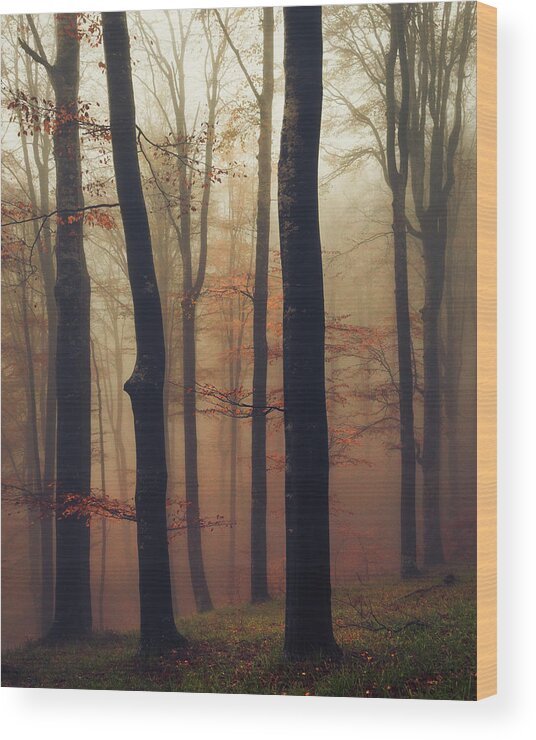 Balkan Mountains Wood Print featuring the photograph Trees in the Mist by Evgeni Dinev