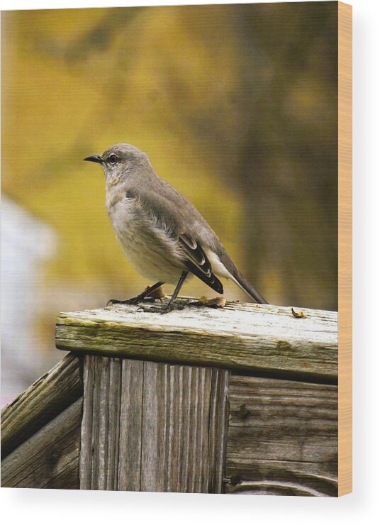 There Are More Than 55 Titmice Throughout The World. But Mostly Found In The Northern Hemisphere. An Individual Bird Will Lay 5-9 Eggs. The Off-spring From The Previous Year Help To Care For The Newly Hatched Ethe Following Year!ggs Wood Print featuring the photograph Tufted Tit Mouse by M Three Photos