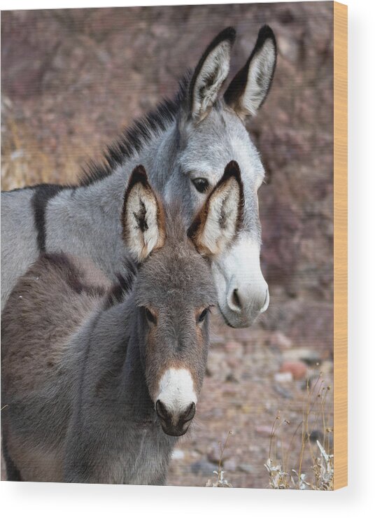 Burro Wood Print featuring the photograph Two Cuties by Mary Hone