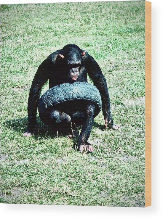 Chimpanzee Wood Print featuring the photograph Tyred Chimp by Gordon James