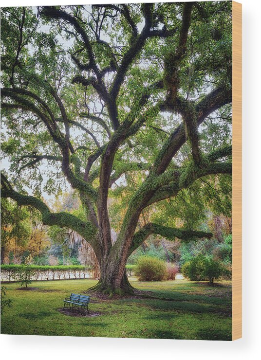Natchez Wood Print featuring the photograph Under the Live Oak Tree by Susan Rissi Tregoning