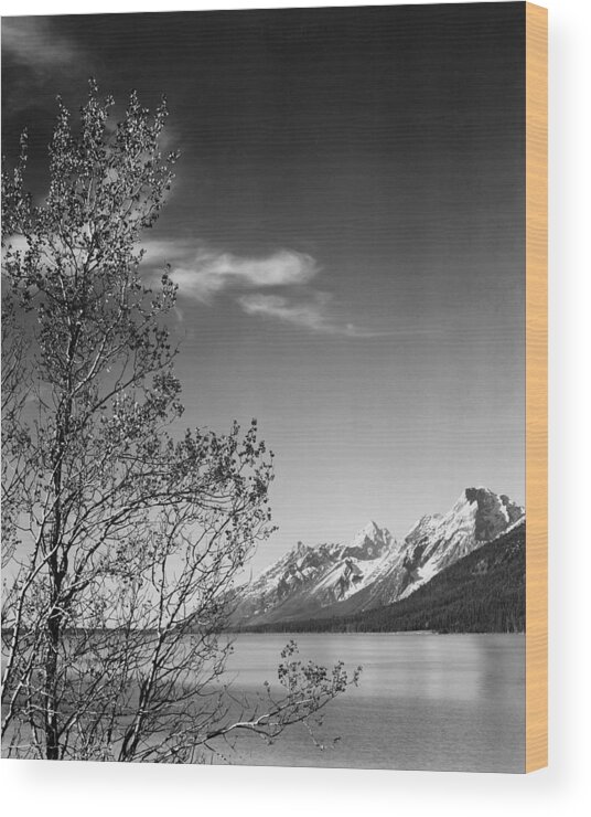 Ansel Adams Wood Print featuring the photograph View of mountains with tree in foreground, Grand Teton National Park, Wyoming, 1941 by Ansel Adams