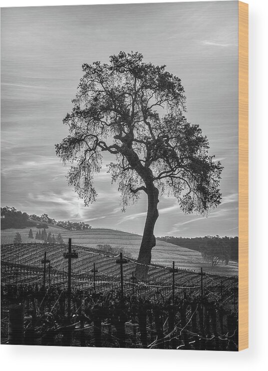 Winery Wood Print featuring the photograph Vineyard Oak by Joseph Smith