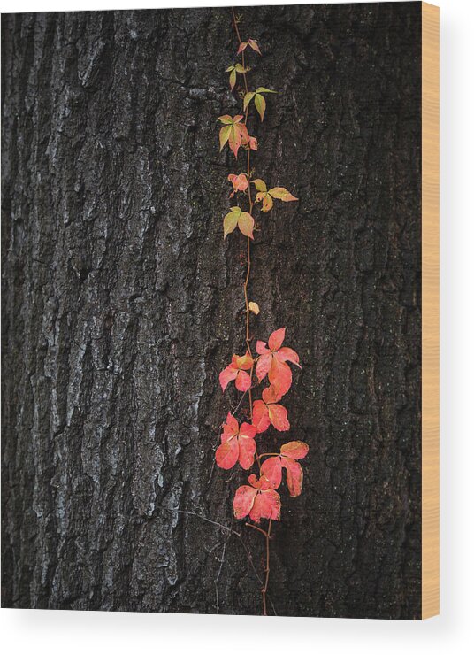 3scape Wood Print featuring the photograph Virginia Creeper on Oak by Adam Romanowicz