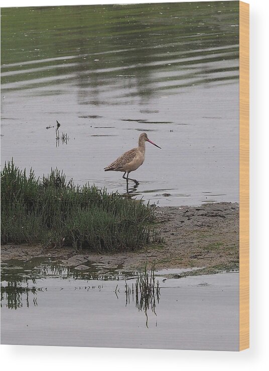 Bird Wood Print featuring the photograph Wading Bird in the Elkhorn Slough by James C Richardson