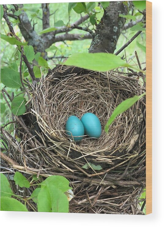 Robin Eggs Wood Print featuring the photograph We're in this Together by Rachelle Stracke