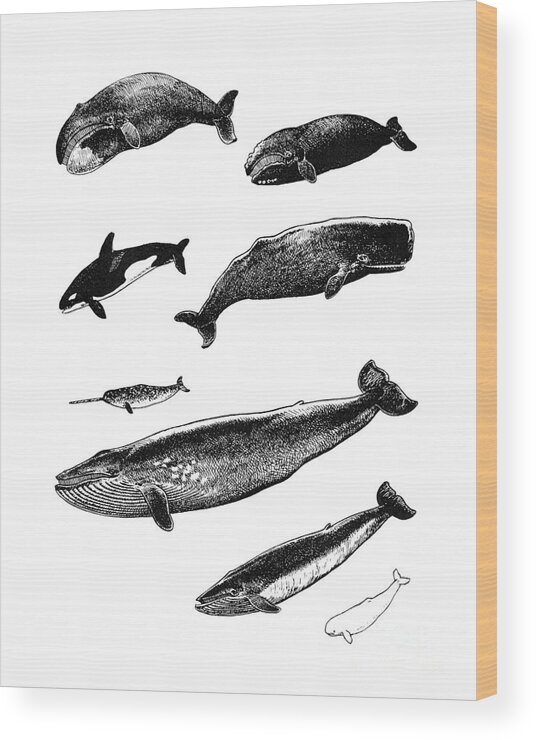 Whale Wood Print featuring the digital art Whale Chart by Madame Memento