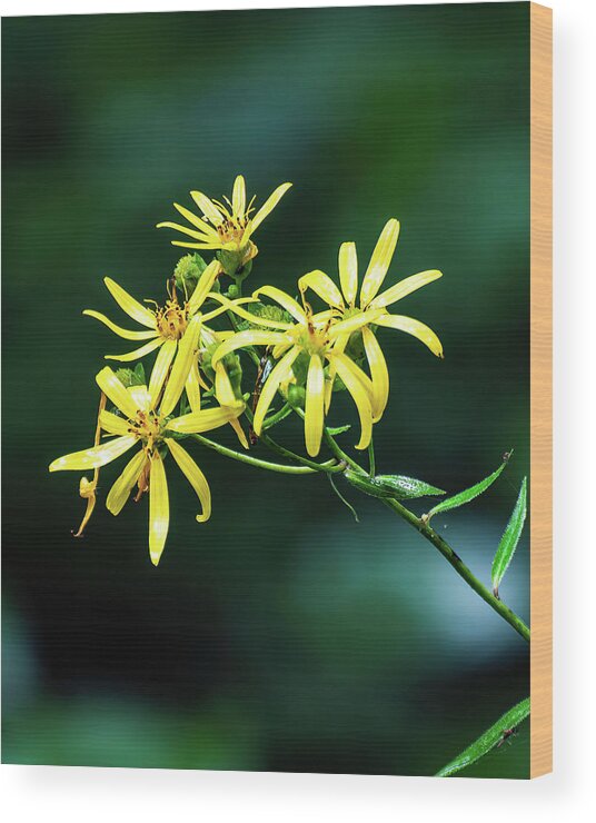 Whorled Rosinweed Wood Print featuring the photograph Whorled Rosinweed - 001 by Flees Photos