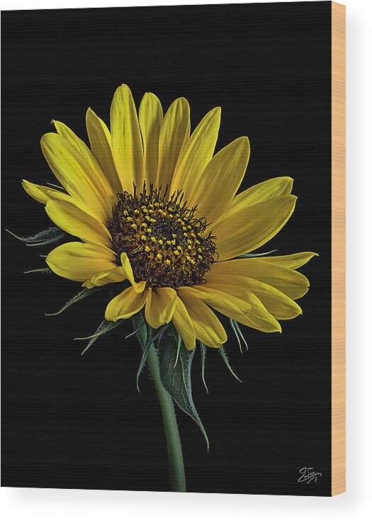Wild Sunflower Wood Print featuring the photograph Wild Sunflower by Endre Balogh