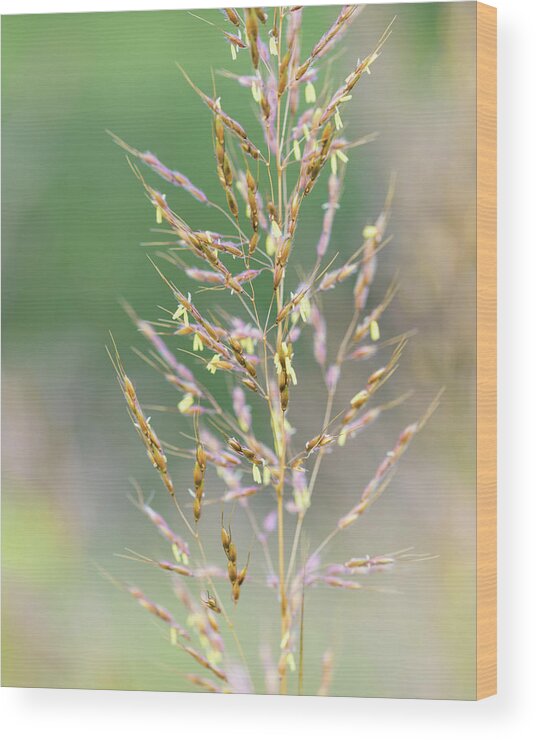 Nature Wood Print featuring the photograph Wild Wheat by Amelia Pearn