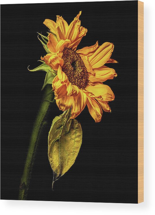 4x5 Format Wood Print featuring the photograph Wilting Sunflower #5 by Kevin Suttlehan