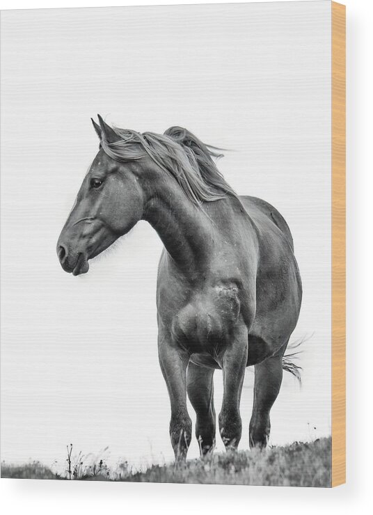 Horse Wood Print featuring the photograph Windblown Horse by Tracy Munson