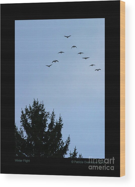 Geese Wood Print featuring the photograph Winter Flight by Patricia Overmoyer