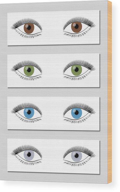 Eye Color Chart In Dominant Order Of Occurrence - Brown, Green, Blue And  Gray - Isolated Vector Illustration On White Background. Wood Print