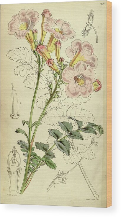 Botanical Wood Print featuring the drawing Botanical Print By Walter Hood Fitch 1817 – 1892 #178 by Quint Lox