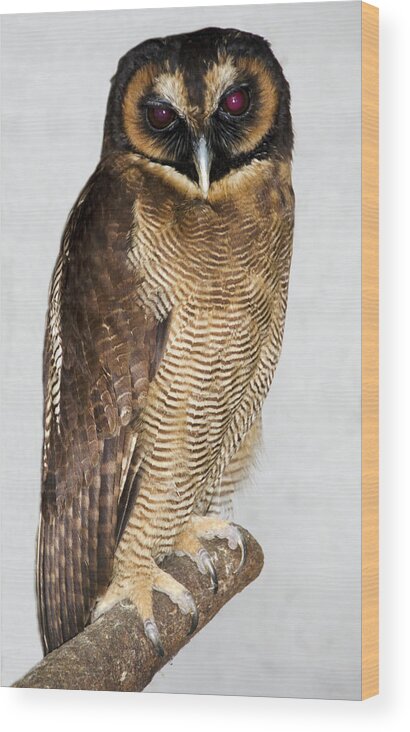 Bird Wood Print featuring the photograph Asian Brown Wood Owl by Nigel Downer