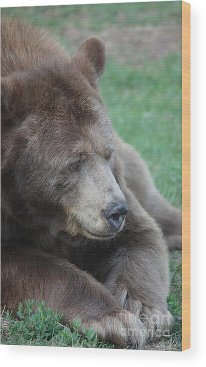 Bear Wood Print featuring the photograph Big Guy by Veronica Batterson