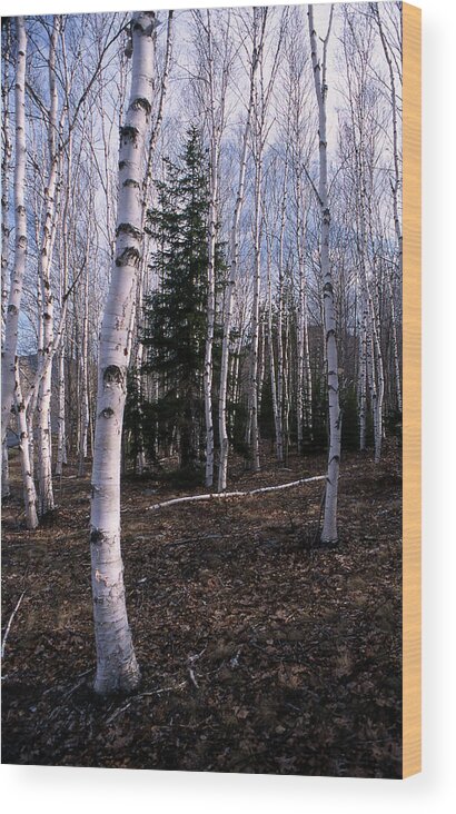 Tree Wood Print featuring the photograph Birches by Skip Willits