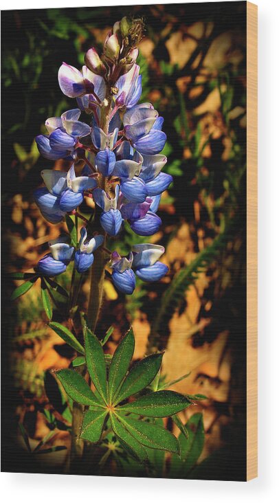 Blue Lupines Wood Print featuring the photograph Blue Lupines by Thomas Young