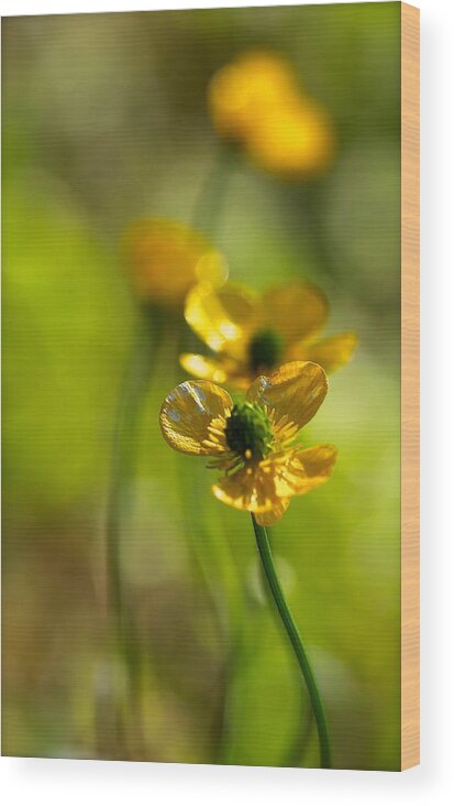 Buttercups Wood Print featuring the photograph Buttercups I by Tracy Male