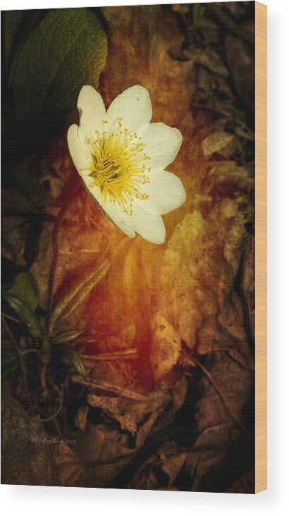 Wildflower Wood Print featuring the photograph Eight Petal Dryas by Fred Denner