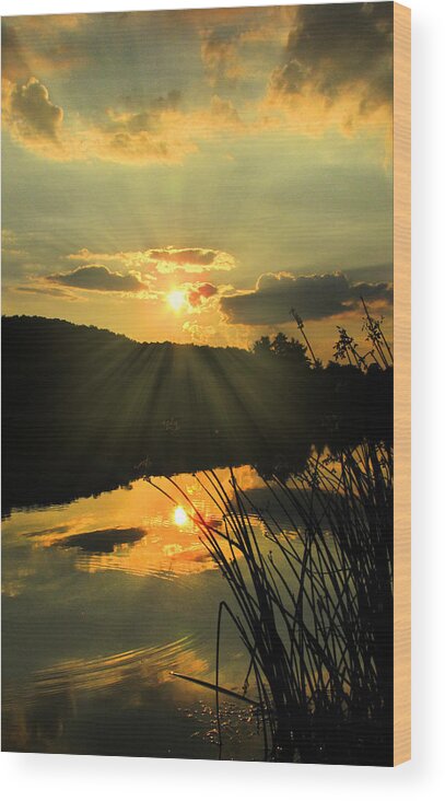 Golden Wood Print featuring the photograph Golden Day by Cindy Haggerty