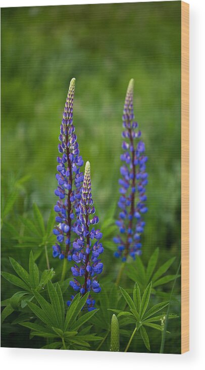 Outdoors Wood Print featuring the photograph Lupine trio by Eti Reid