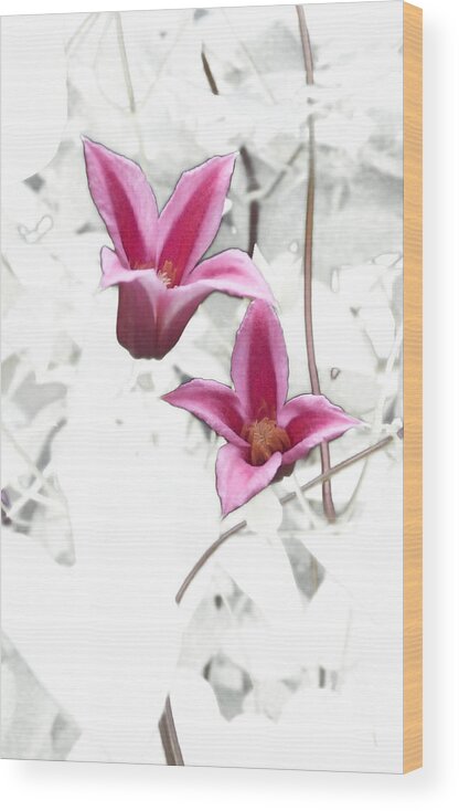Climbing Wood Print featuring the photograph Princess Diana Clematis by Tom Wurl