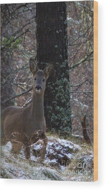 Roe Buck Wood Print featuring the photograph Roe Deer - Surprise Encounter by Phil Banks