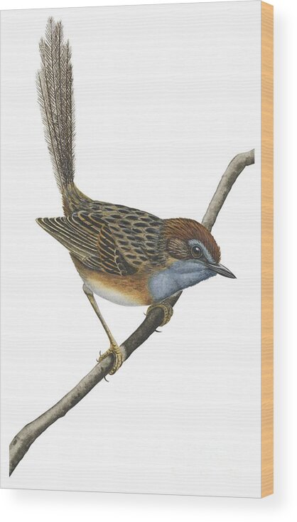 Wren Wood Print featuring the drawing Southern emu wren by Anonymous