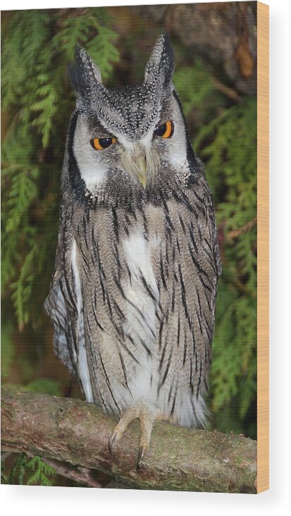 Bird Wood Print featuring the photograph Southern White-faced Scops Owl by Nigel Downer