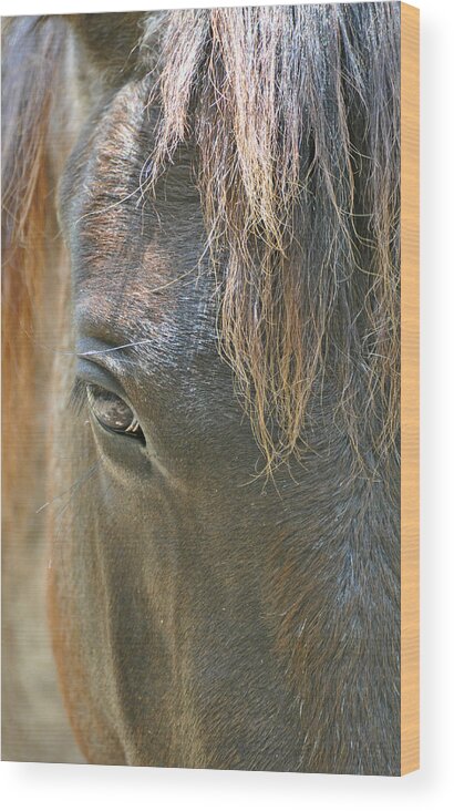 Forelock Wood Print featuring the photograph The Mane Eye by Bruce Gourley