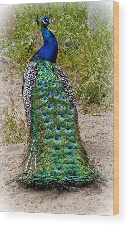 The Peacock Wood Print featuring the photograph The Peacock by Her Arts Desire