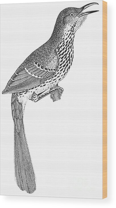 1810s Wood Print featuring the photograph Brown Thrasher by Granger