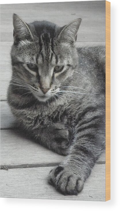 Cat Wood Print featuring the photograph Cisco And His Big Feet by Kim Galluzzo