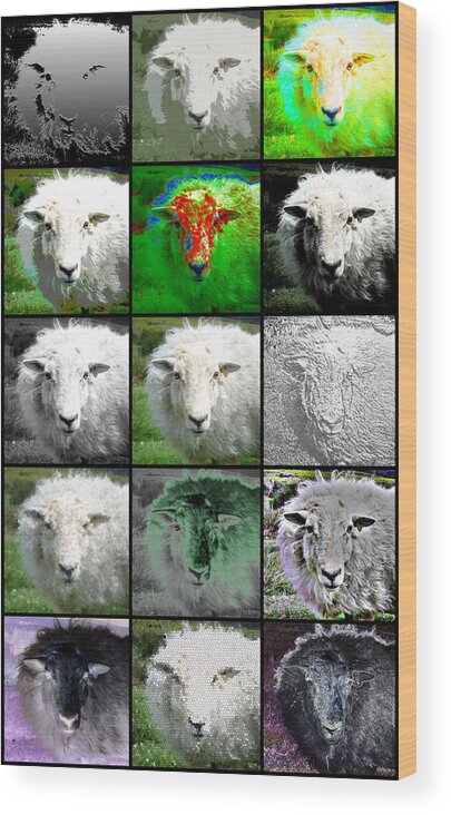 Lamb Wood Print featuring the photograph Facets of Innocence by Roberto Alamino