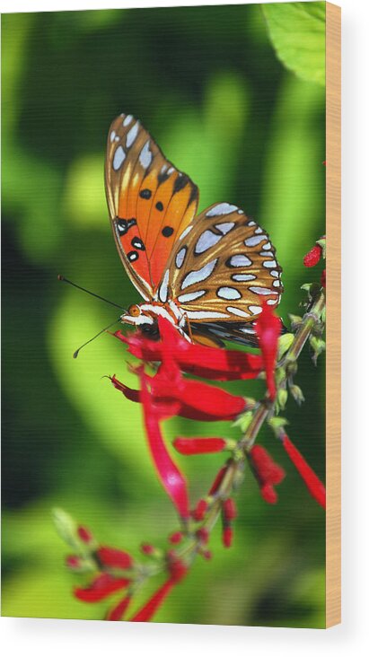 Butterfly Wood Print featuring the photograph Gulf Fritillary by Skip Willits