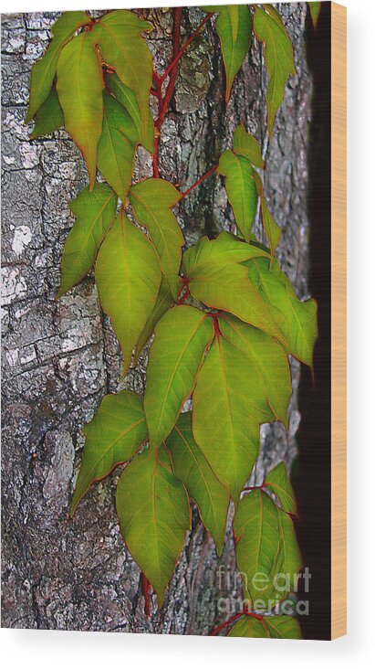 Poison Wood Print featuring the photograph Poison Ivy by Judi Bagwell