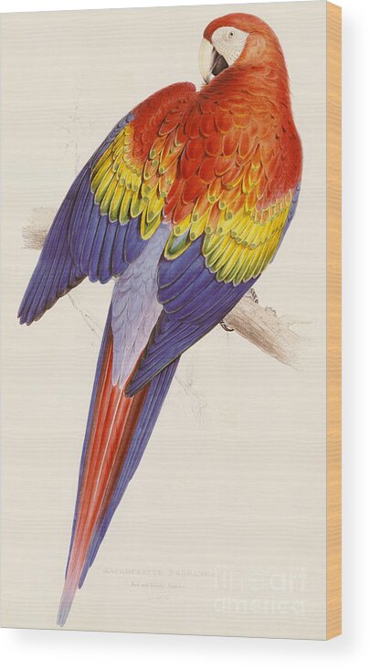 Macaw Wood Print featuring the drawing Red and Yellow Macaw by Edward Lear
