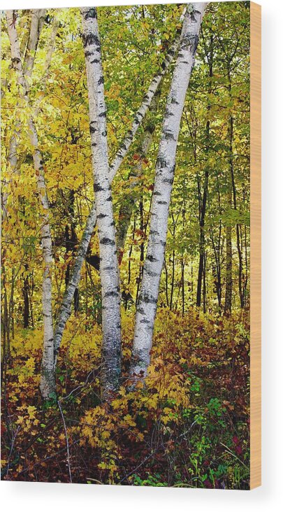 Tree Wood Print featuring the photograph Birch in Gold by Sarah Lilja