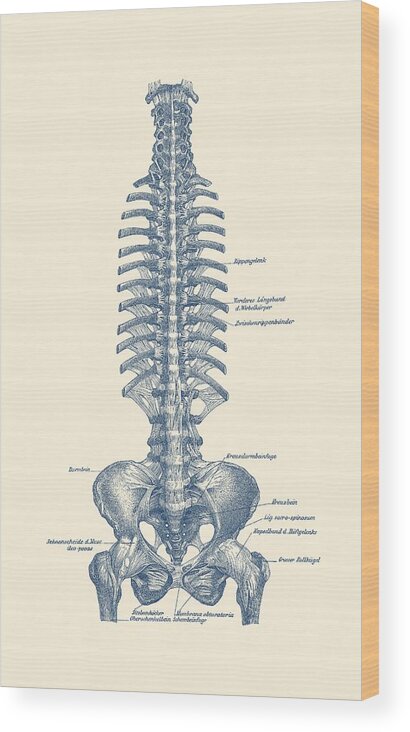 Skeleton Wood Print featuring the drawing German Rib and Pelvis Diagram - Vintage Anatomy Poster by Vintage Anatomy Prints