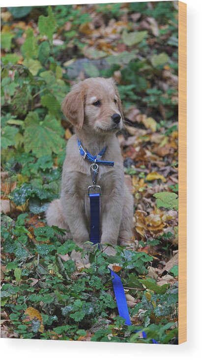 Puppy Wood Print featuring the photograph Golden Retriever Puppy by Juergen Roth