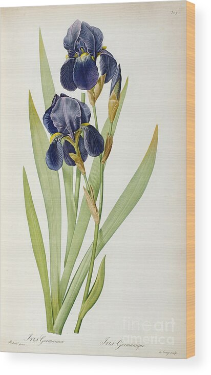 Iris Wood Print featuring the painting Iris Germanica by Pierre Joseph Redoute