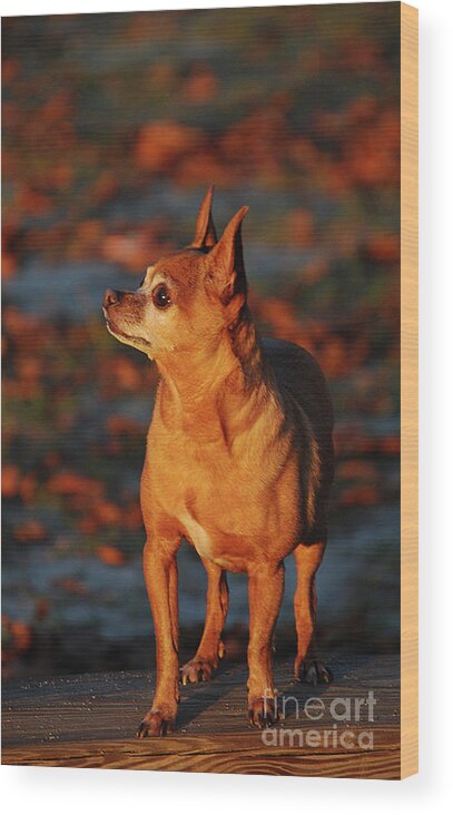 Pets Wood Print featuring the photograph McGEE by Skip Willits