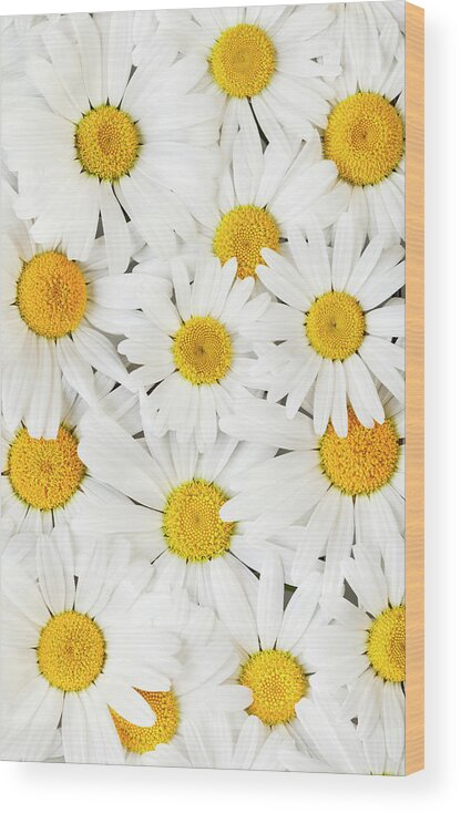 Daisy Wood Print featuring the photograph Oxeye Daisies 2 by Alan L Graham