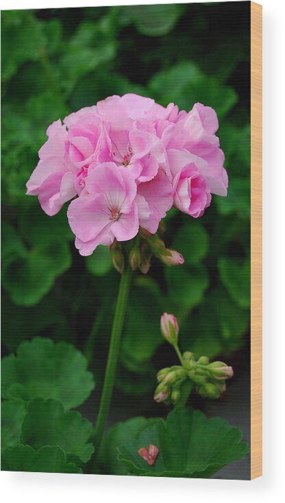 Flower Wood Print featuring the photograph Pink Geranium by Marilynne Bull