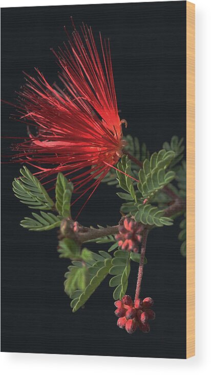 Fairy Duster Wood Print featuring the photograph Showy Fairy Duster by Tammy Pool
