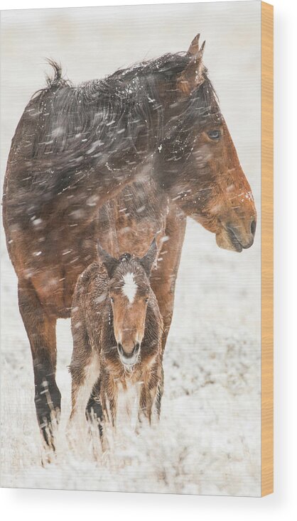 Wild Horses Wood Print featuring the photograph Treasure and Storm by John T Humphrey