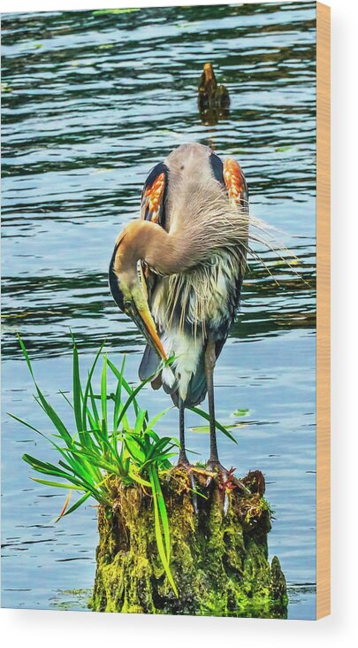 Adrea Herodias Wood Print featuring the photograph Great Blue Heron (ardea Herodias #2 by William Perry